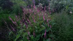 Bistorta (Persicaria) ampexicaulis 'Seven Oaks Village' Kaelus-ussitatar